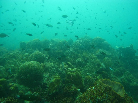Ko-Chang-Bucear-Snorkel-Tailandia